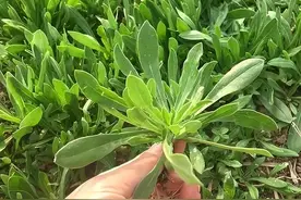 春天挖野菜，这10种野菜错过太可惜了！鲜嫩营养，凉拌调馅都好吃图片