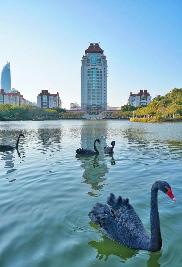 厦门可以看到黑天鹅的几个地点分享：厦大芙蓉湖，五缘湾，园博苑