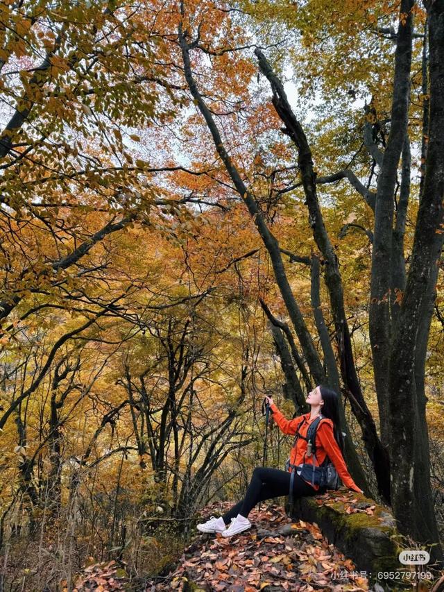 谁说秋日只有红？来龙头山，感受五彩鲜活的秋~