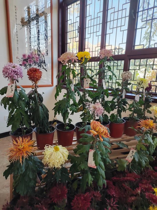 甘州府城菊花飘香