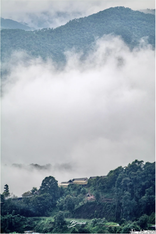 人类的普洱茶，世界的景迈山