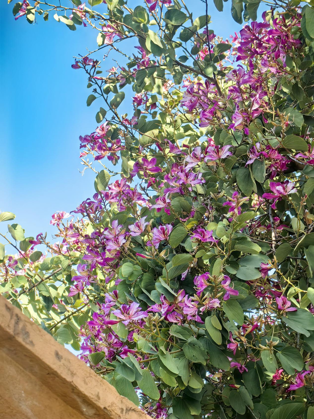 西昌12月“爆改”冬天？这条粉色大道开满了花