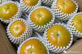 太秋甜柿，柿子界的“爱马柿”图片