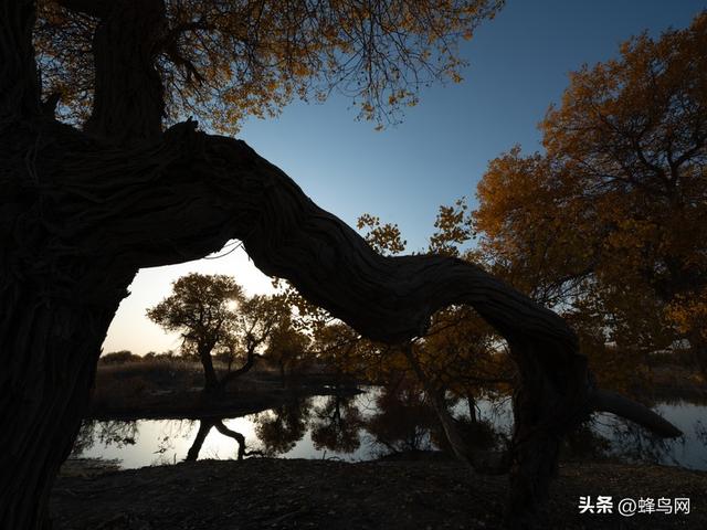南疆寻秋--富士GFX100 II刻画南疆的雪山、沙漠与胡杨