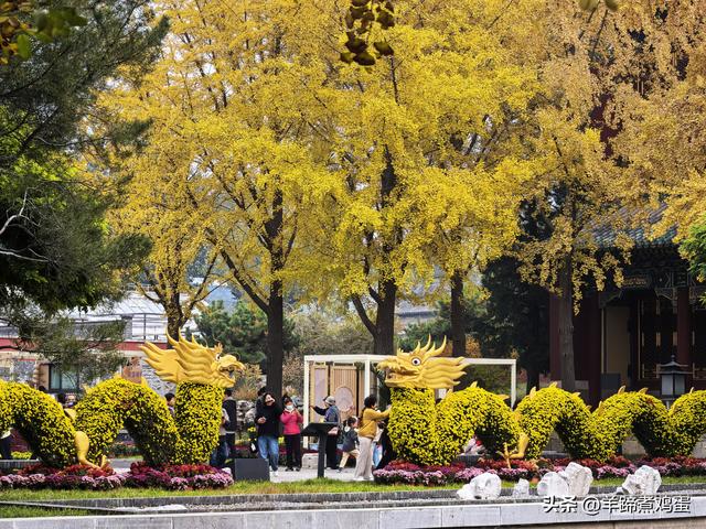 秋风独宠一园菊，晚来香艳出樊篱——北京北海公园2025年菊花展