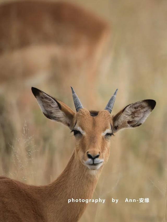 博茨瓦纳：死贵的旅游地，是值得追梦，还是被过度神话的伪天堂？