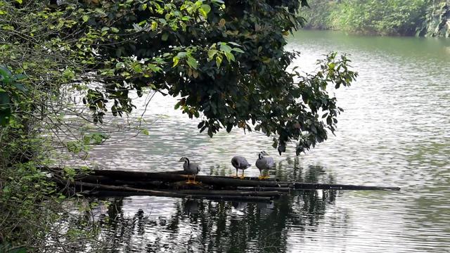 最高气温20℃!重庆人快来这些公园晒太阳