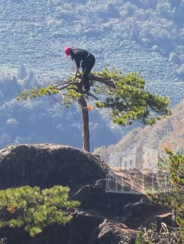 “红帽女”爬上山顶松树拍照打卡？浙江马岭风景区：已加强管理
