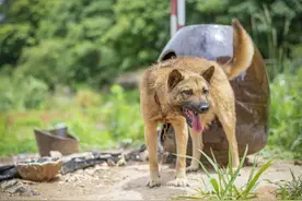 “土狗”才是血统最高贵的狗？为何养过土狗，就不想养其它狗了？图片
