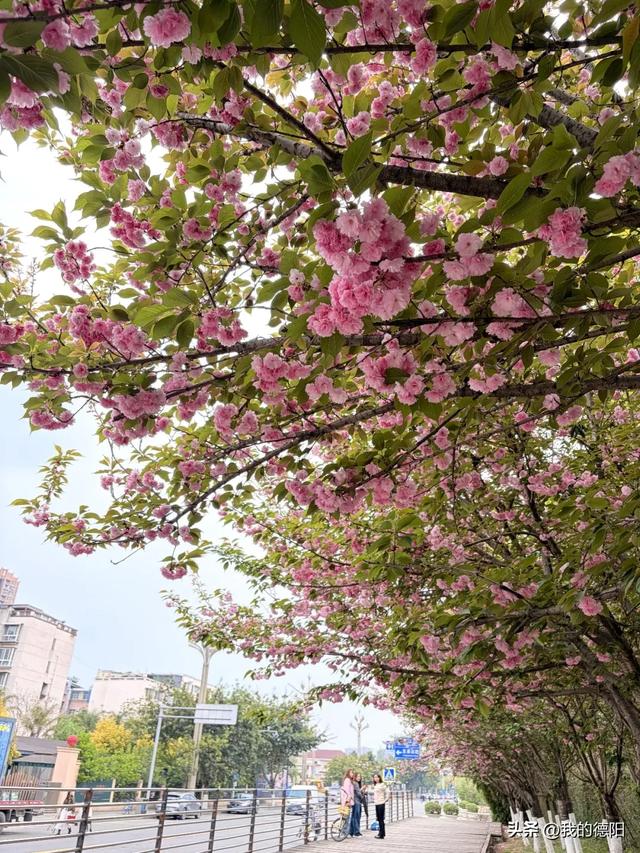 刷屏了！德阳这条“樱花大道”限时返场！路过的全都要刹一脚