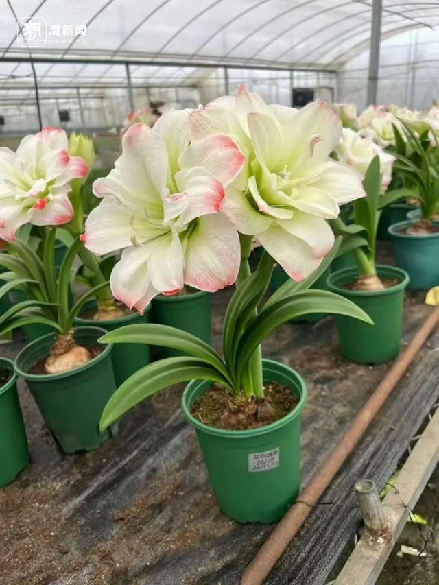 价格雪崩！近300元跌至35元，曾经的网红“卖不动了”