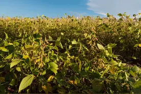 巴西大豆成新宠！40艘货船满载大豆驶向中国，美国大豆愁销路图片