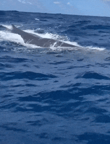 酒吧偶遇结奇缘！2 位姑娘划艇 165 天，穿越 1.2 万公里太平洋