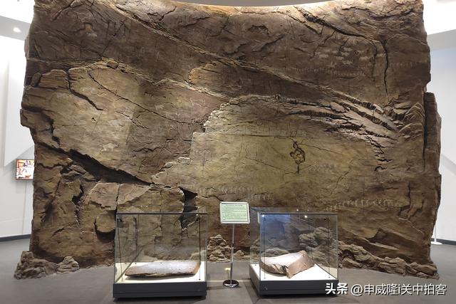 拉萨市：参观西藏牦牛博物馆