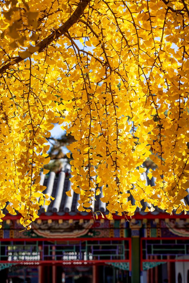 中山公园赏银杏