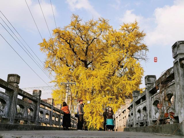 苏州银杏黄了！道前街虎丘之外，这3个地方人少免费，壮观又诗意