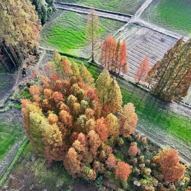 出片率100%！为崇州这些高颜值路连发三天朋友圈！