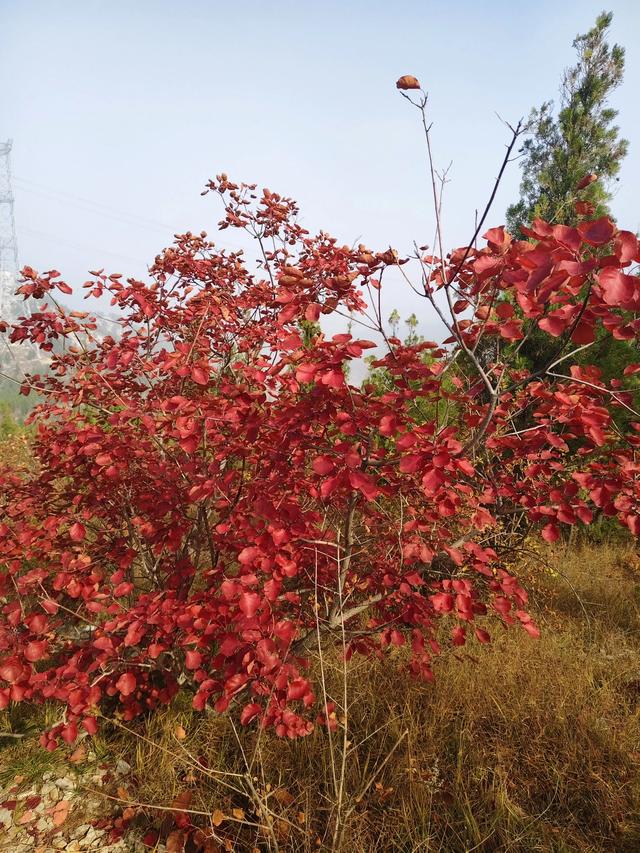 去博山盆泉张丹顶赏红叶