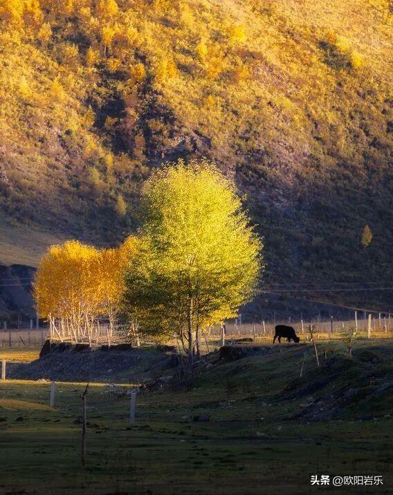 是什么让资深驴友每年秋天都偷偷跑去川西？？