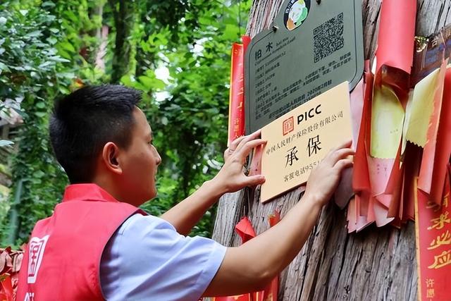 秦岭深山千年传奇：1500岁银杏见证历史，如今和他们达成守护契约