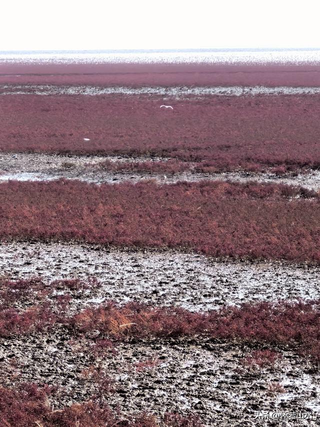 2025辽宁赏秋之旅日记(5)——从本溪前往盘锦 游览红海滩景观