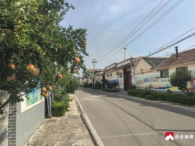 马庄镇吴新村：石榴满枝迎丰收 乡村美景入画来