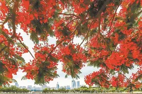 厦门首届市树市花摄影比赛获奖作品明日起展出图片