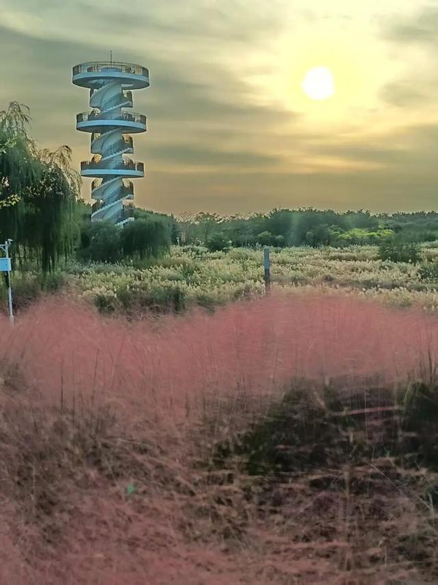 美美Sunday ~赏临港湿地秋景！