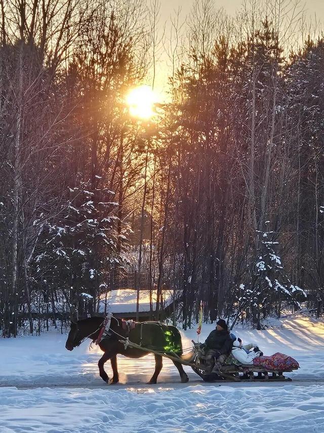 实探漠河北极村马爬犁：百余匹骏马轮流上岗，旅游旺季一天营业近10小时