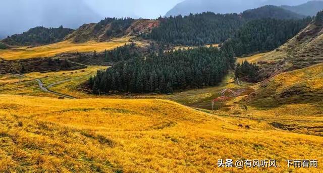 金胡杨卧戈壁，风摇碎满树秋阳