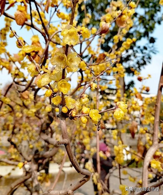 成都超大规模腊梅花，30000余株，不要门票，百年老桩更是惊艳！