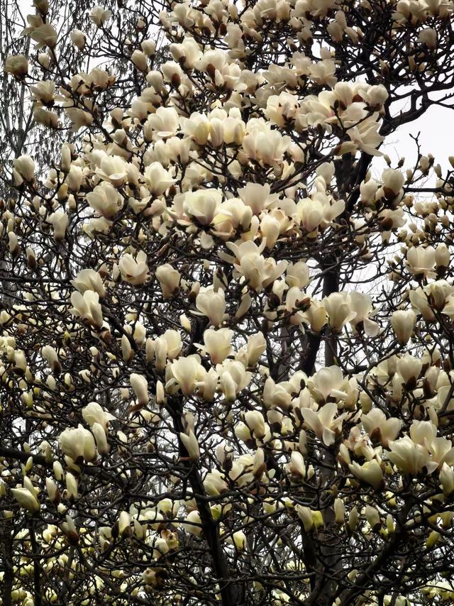 烟雨润玉兰，泉城赴春约——济南百花公园玉兰大道迎来最佳观赏期