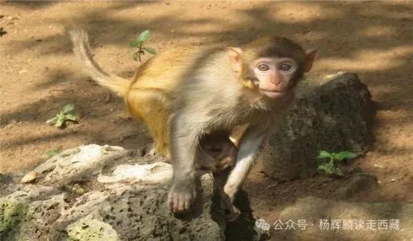 太昭古城,清末西藏经济、文化、交通的重镇