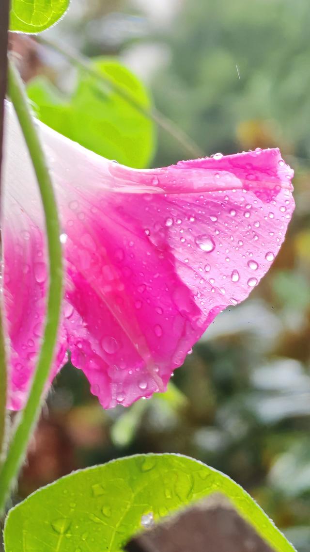 绝美的雨中花