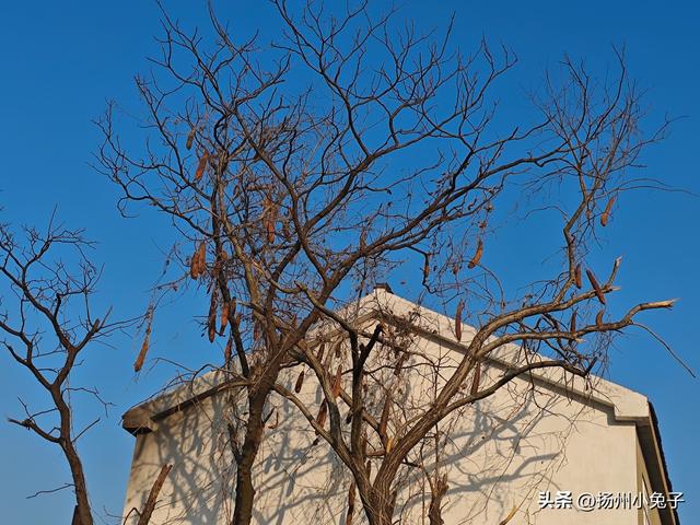 窑心湖的大草坪，真豪横