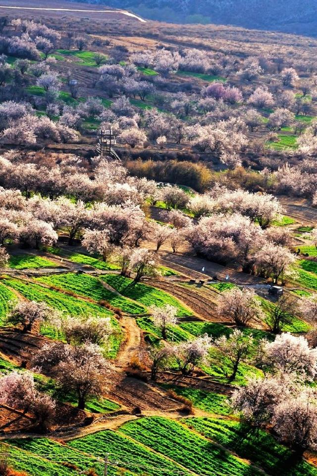 甘孜四月天，一半是冰雪，一半是花海
