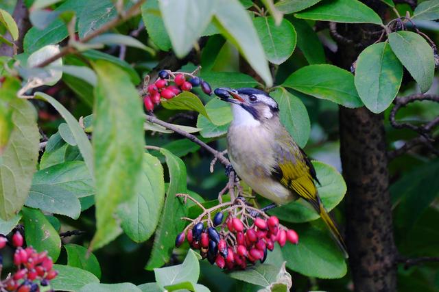 最近没时间逛月湖？来屏上赏秋，别错过这美景！