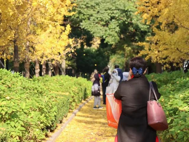 被徐汇秋天“落叶画”硬控！这就出门捡叶子去