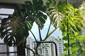不管阳台多大，建议不要养这“10种花”，都是过来人的教训！图片