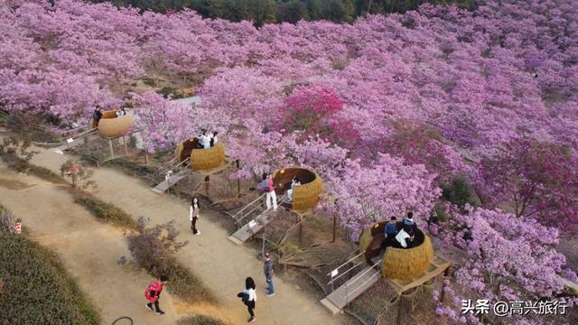 新会大泽绿美生态园太梦幻了，6000株紫花风铃开成童话花海