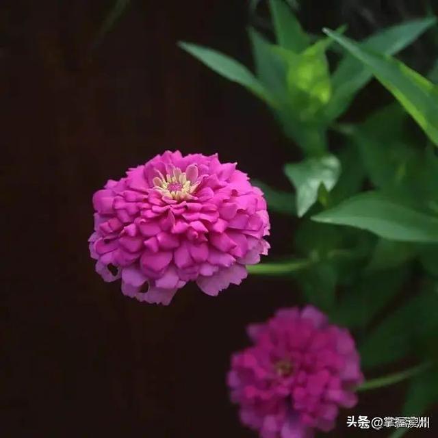 荫荷生凉！解锁滨州近郊一处新晋打卡地