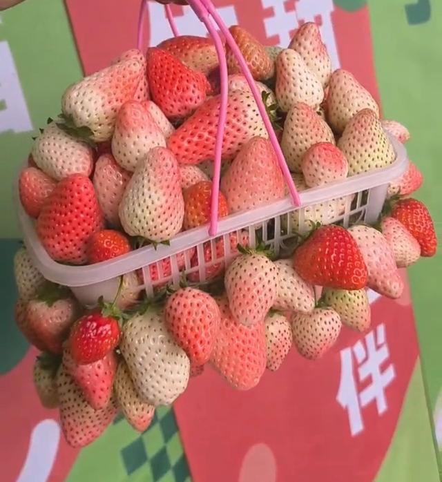 哈尔滨闫家岗农场“草莓仙子文化小镇”马上开业了