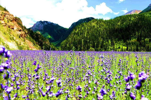 西藏类乌齐秘境徒步：穿越原始松林，邂逅隐居高山湖泊