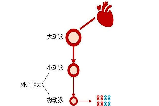 每天踮脚5分钟=走3000步！血管年轻化“懒人运动法”