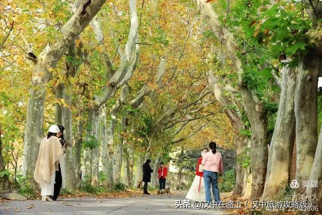汉中老厂区的梧桐大道,太火了!