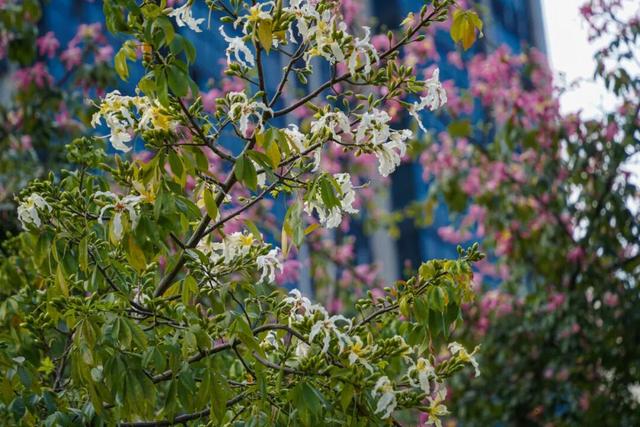 一秒圈“粉”！鼎湖的“美人树”盛情绽放