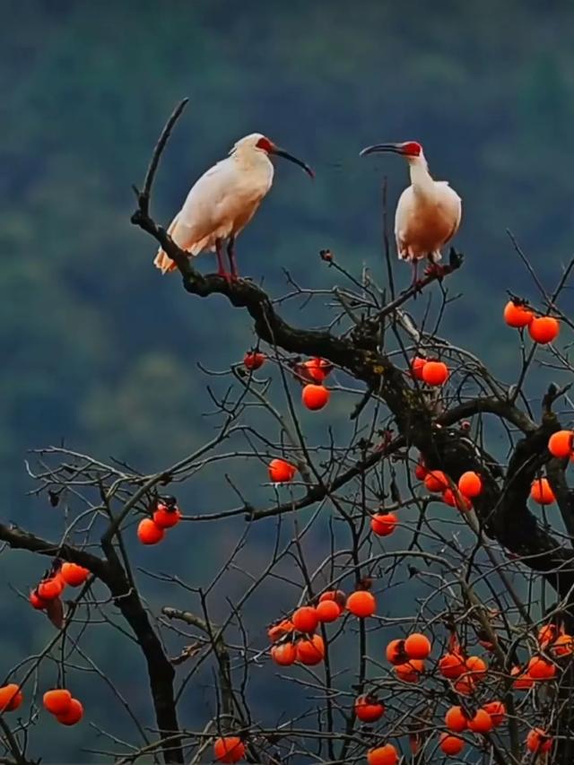 2025年的秦岭山麓依旧迷人