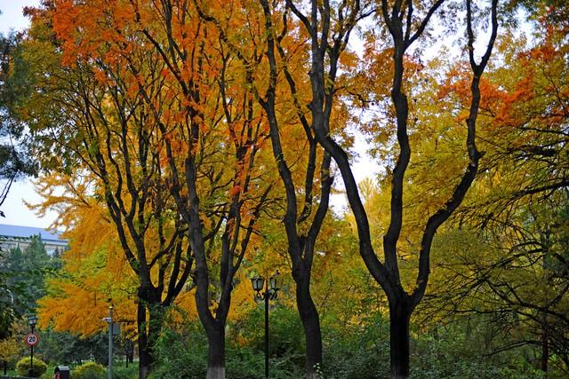 长沙私藏的五个红叶仙境，拍摄到最后一个美到词穷！