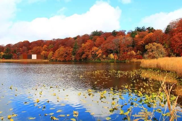2025日本赏红叶攻略已出！附北海道、东北5大赏红叶景点~