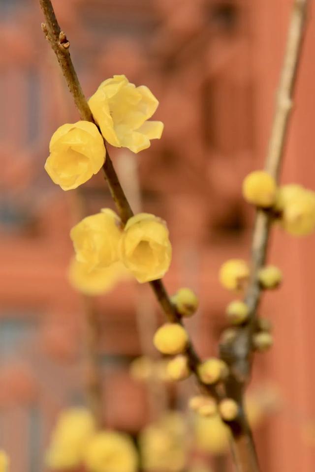 本周开园，这些人可免费！很多武汉市民等了一年——